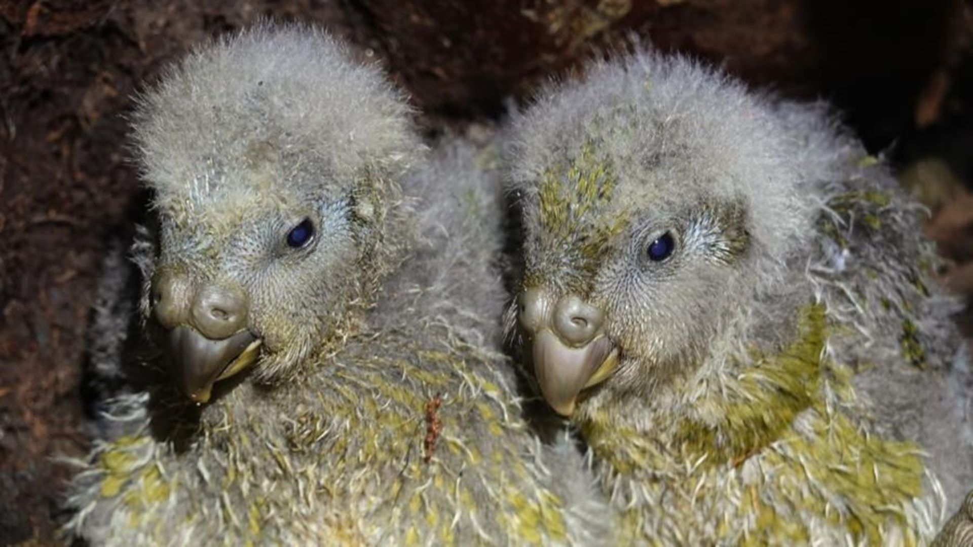 World's fattest parrot — on the verge of extinction 30 years ago — has record-breaking breeding season | Live Science