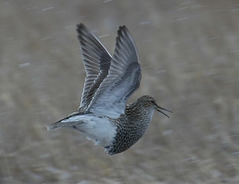 Why Sleep Deprivation Is Sexy to Sandpipers | Live Science