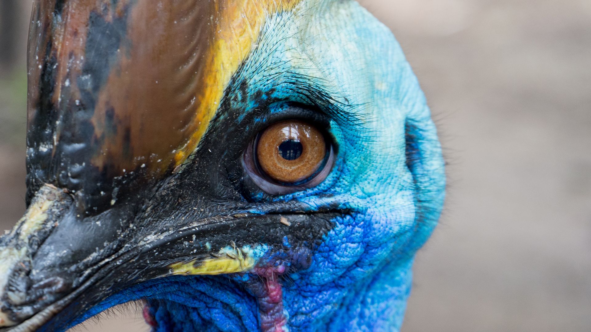 Are Birds Dinosaurs? | Live Science