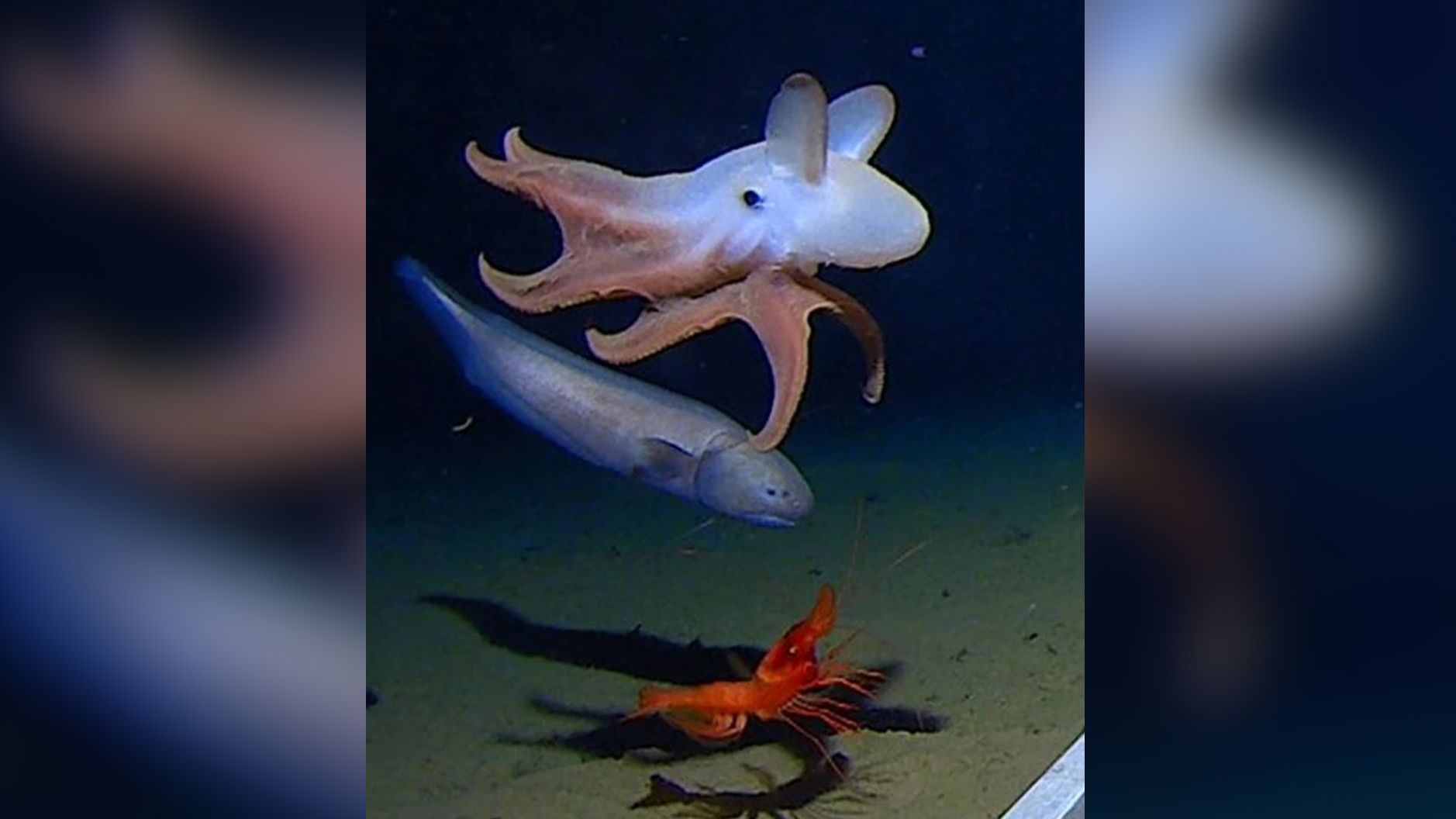 Scientists capture the world's deepest octopus on video. And it's adorable. | Live Science