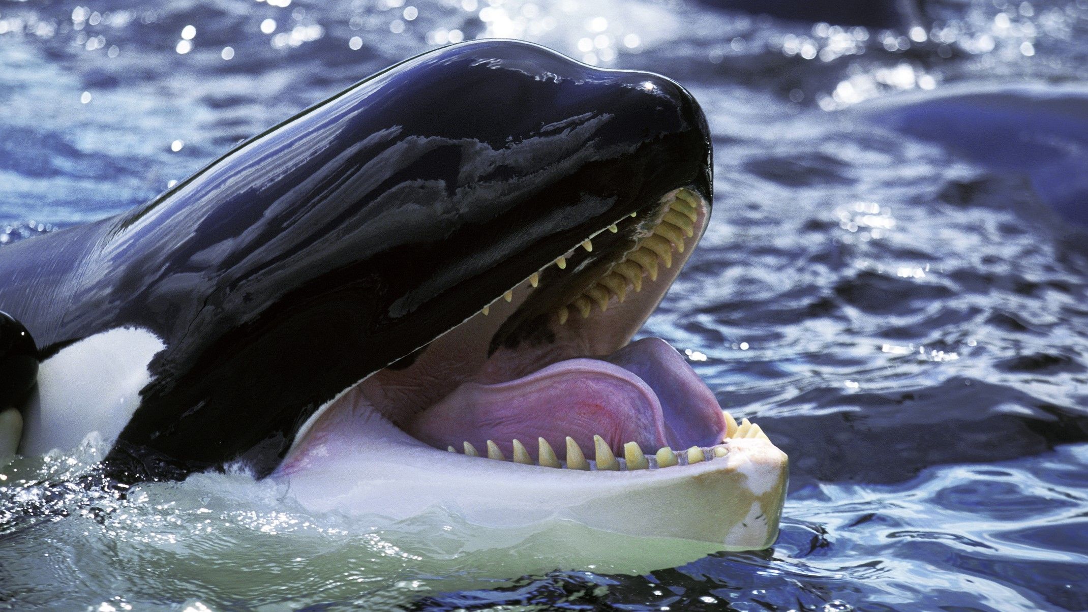 Science quiz: Test your knowledge of orcas. Will you sink or swim? | Live Science