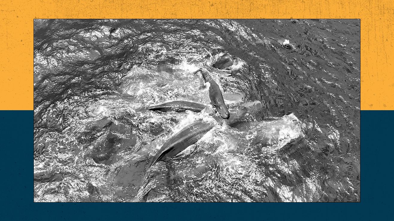 Live Science Today: Jaw-dropping first glimpse of sperm whale birth and how NASA is turning astronauts into test subjects | Live Science