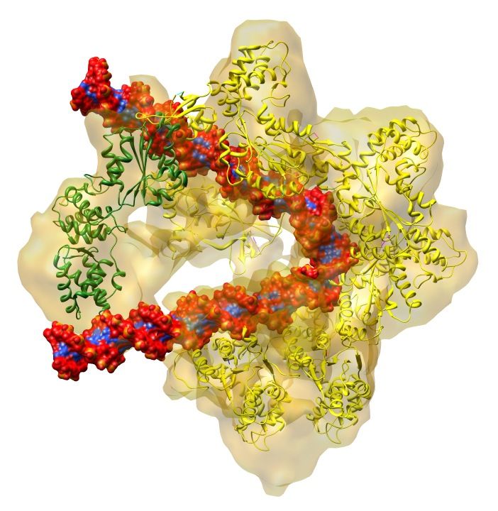 The Protein Machine That Copies Genes | Research in Action | Live Science