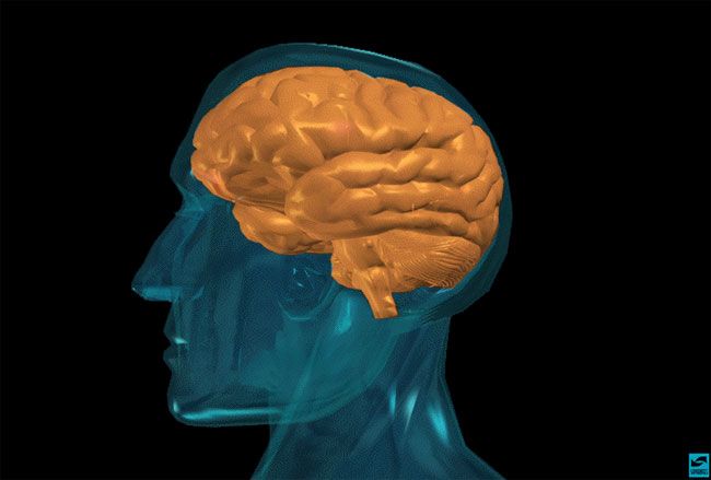 Why Are Human Brains So Big? | Live Science