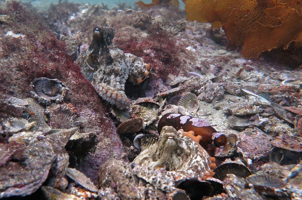Octlantis: See photos of tight-knit gloomy octopus communities | Live Science