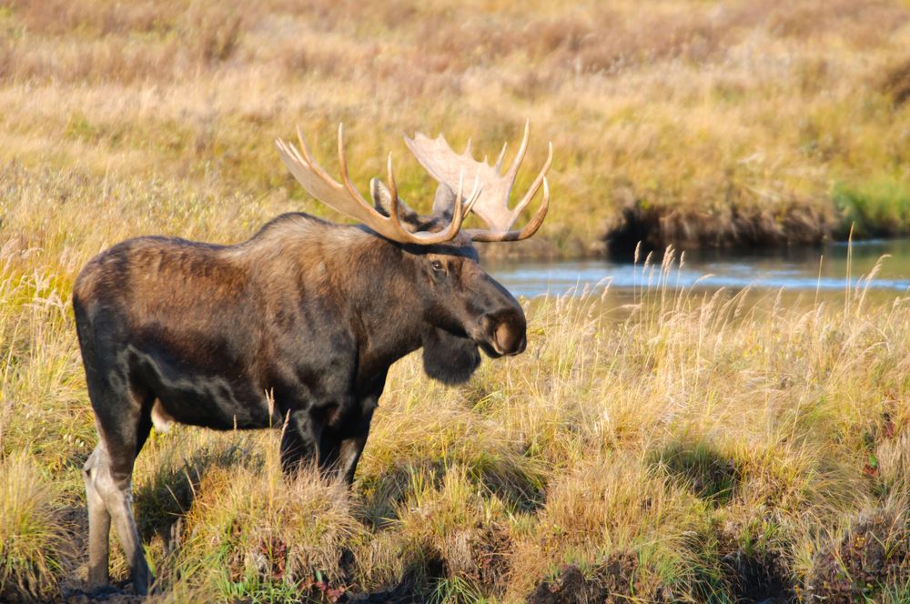 Moose: Facts About the Largest Deer | Live Science