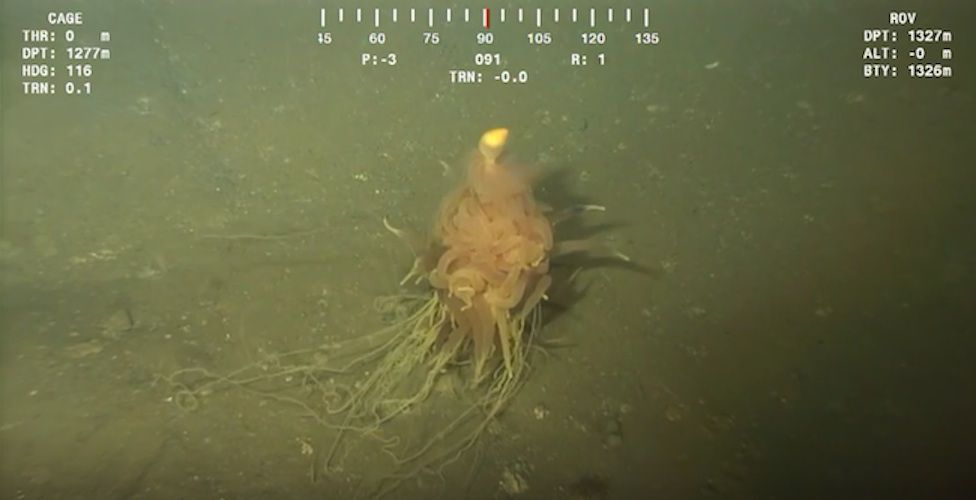 'Spaghetti Monster'? Deep-Sea Critter Has Pasta-Like Appendages | Live Science