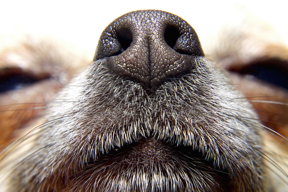 If Dogs Can Smell Cancer, Why Don't They Screen People? | Live Science