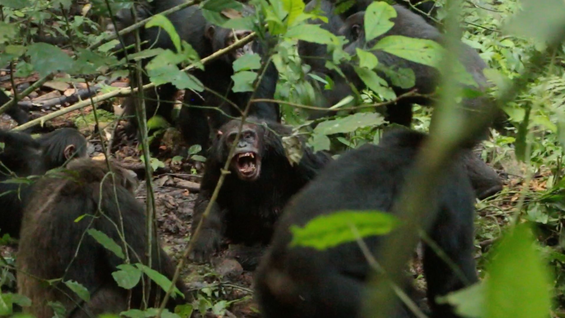 Chimpanzees in Uganda are locked in a deadly 'civil war' after their group split apart — and scientists don't know why | Live Science