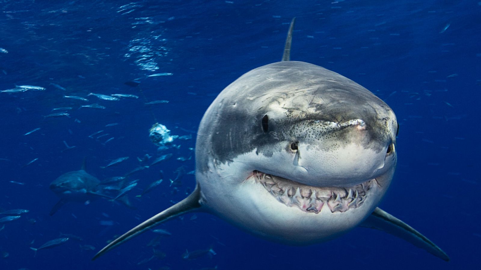 Science quiz: How much do you know about sharks, the iconic ocean superstars? | Live Science