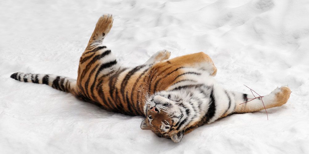 Animal Gallery: Fun in the Snow | Live Science