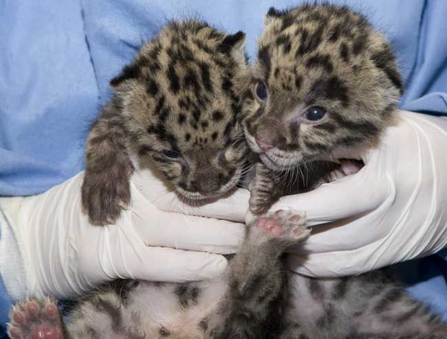 Photos: World's Cutest Baby Wild Animals | Live Science
