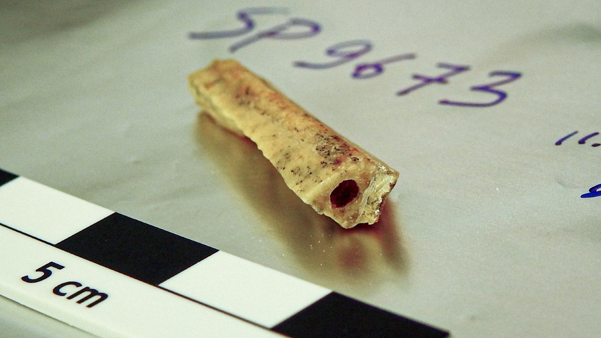 2 Neanderthals present at same Siberian cave 10,000 years apart were distant relatives, 110,000-year-old bone reveals | Live Science