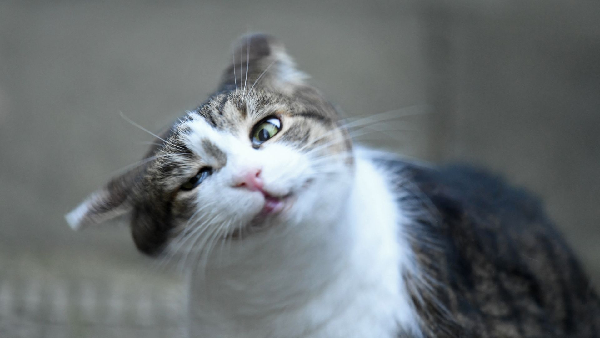 Why do cats and dogs shake their heads? | Live Science