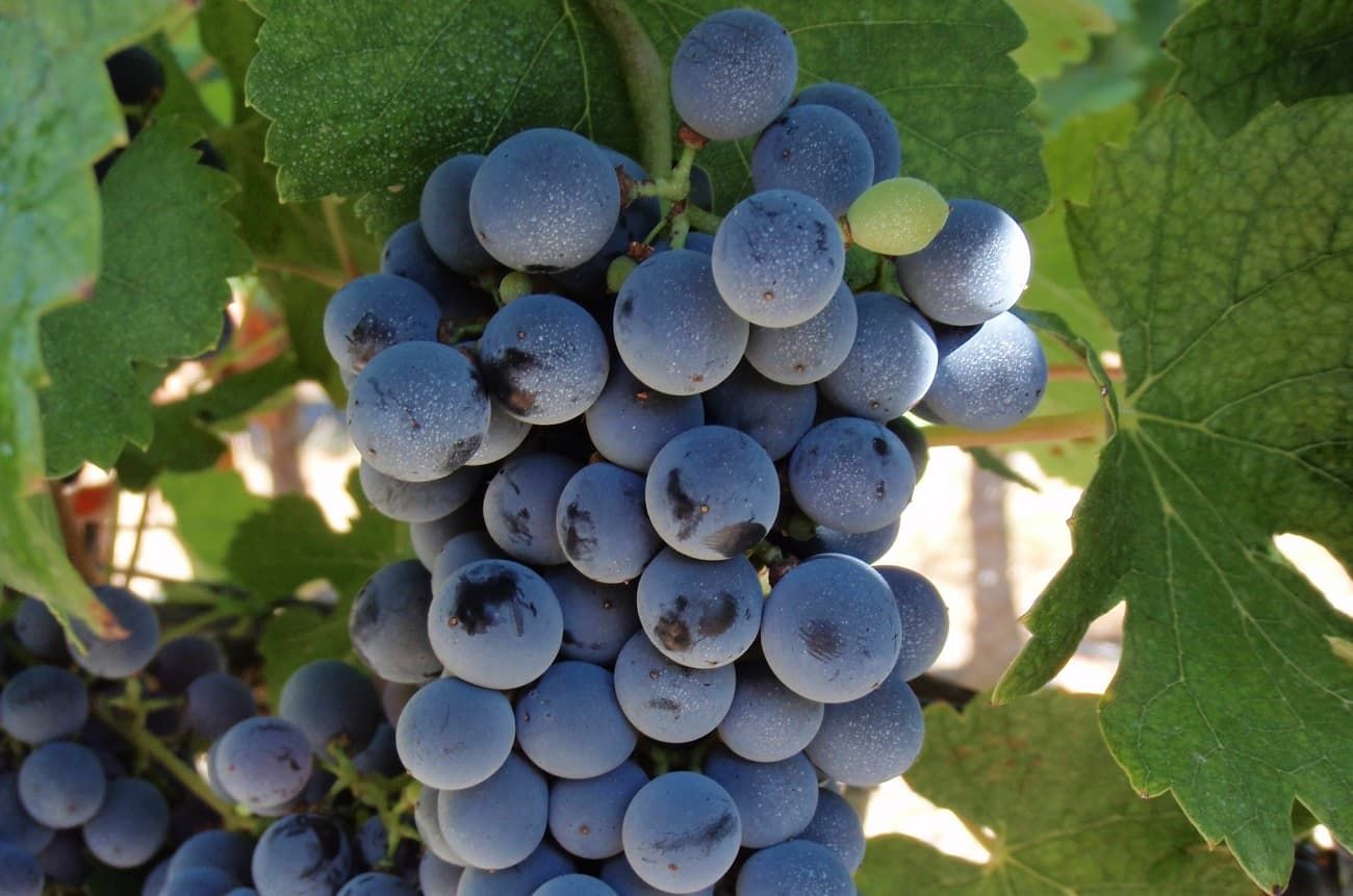 What are the new Bordeaux grapes? - Ask Decanter | Decanter