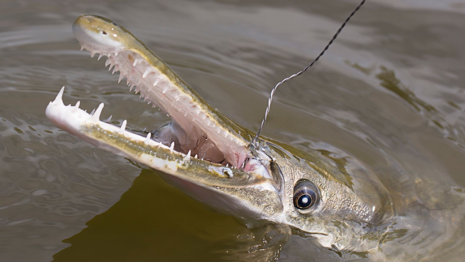 Prehistoric fish with giant jaws filled with razor-sharp teeth are the ultimate living fossils | Live Science