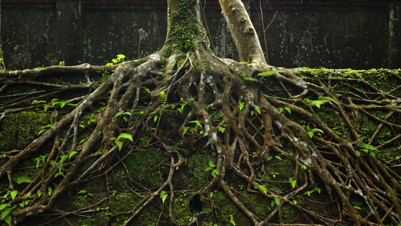 How plants moved from sea to land and changed Earth forever | Live Science