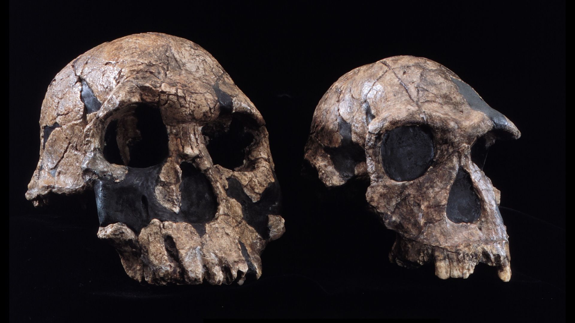 What was the first human species? | Live Science