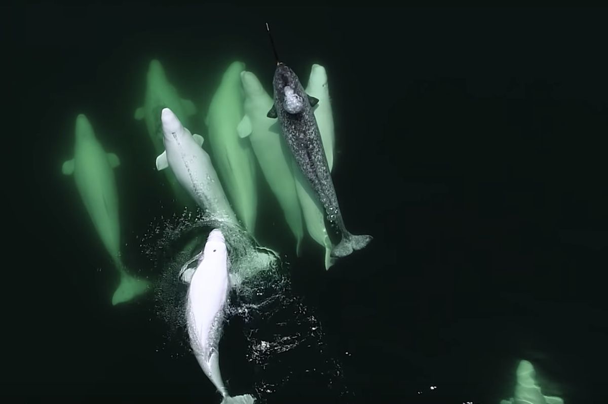 Lone Narwhal Caught Chilling with Gang of Beluga Whales in Canada | Live Science