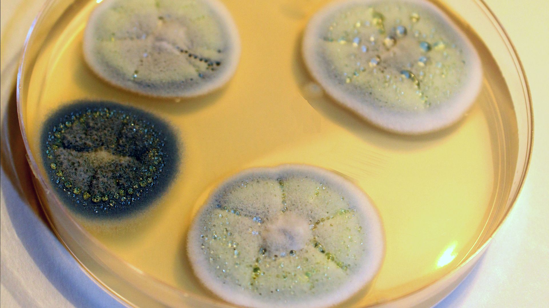 What is penicillin, and how was it discovered? | Live Science