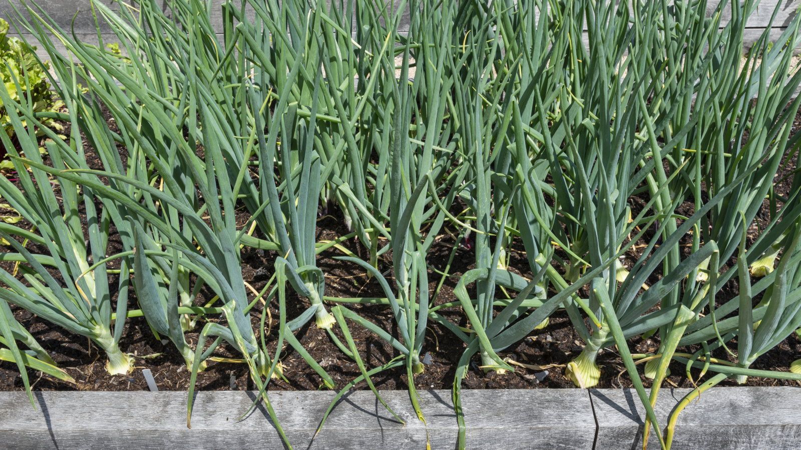 What to Do With Onions in April for Large Bulbs | Homes and Gardens