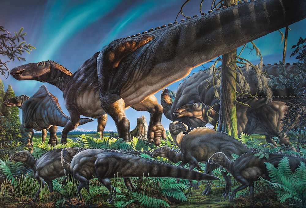 Brrr! Duck-Billed Dinosaur Lived Through Alaska's Snowy Winters | Live Science