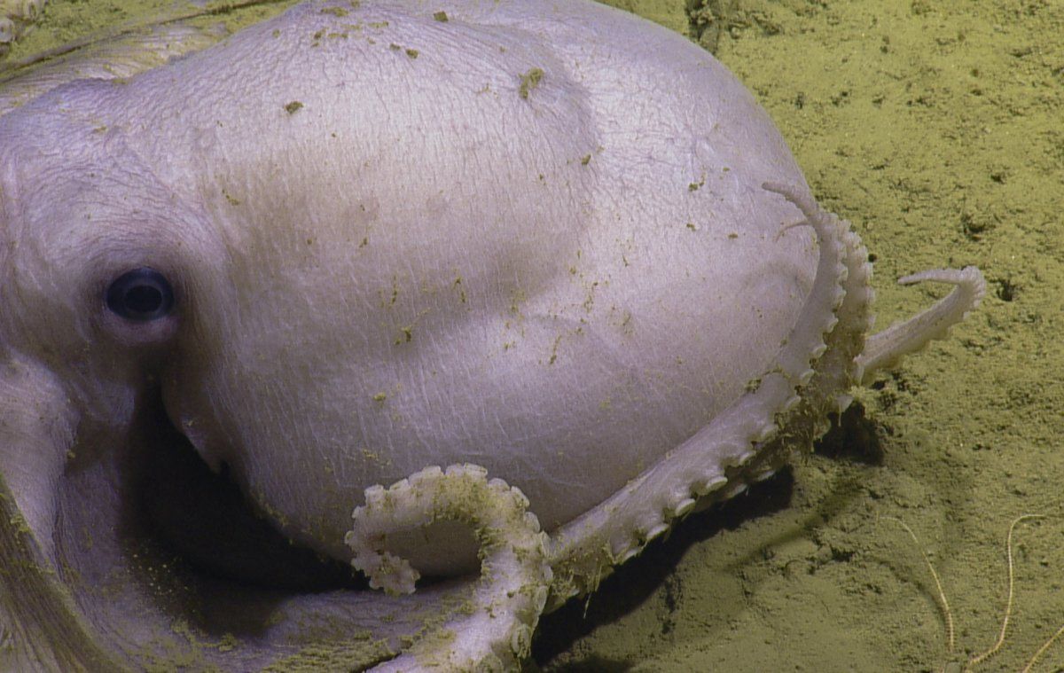 Photos: Deep-sea expedition discovers metropolis of octopuses | Live Science