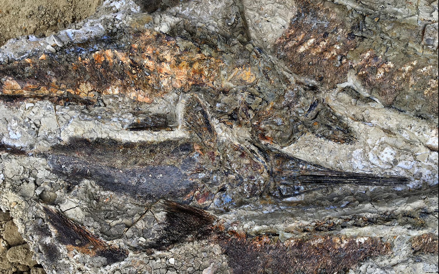 Fossil 'Death Pit' Preserves Dino Extinction Event … But Where Are the Dinosaurs? | Live Science