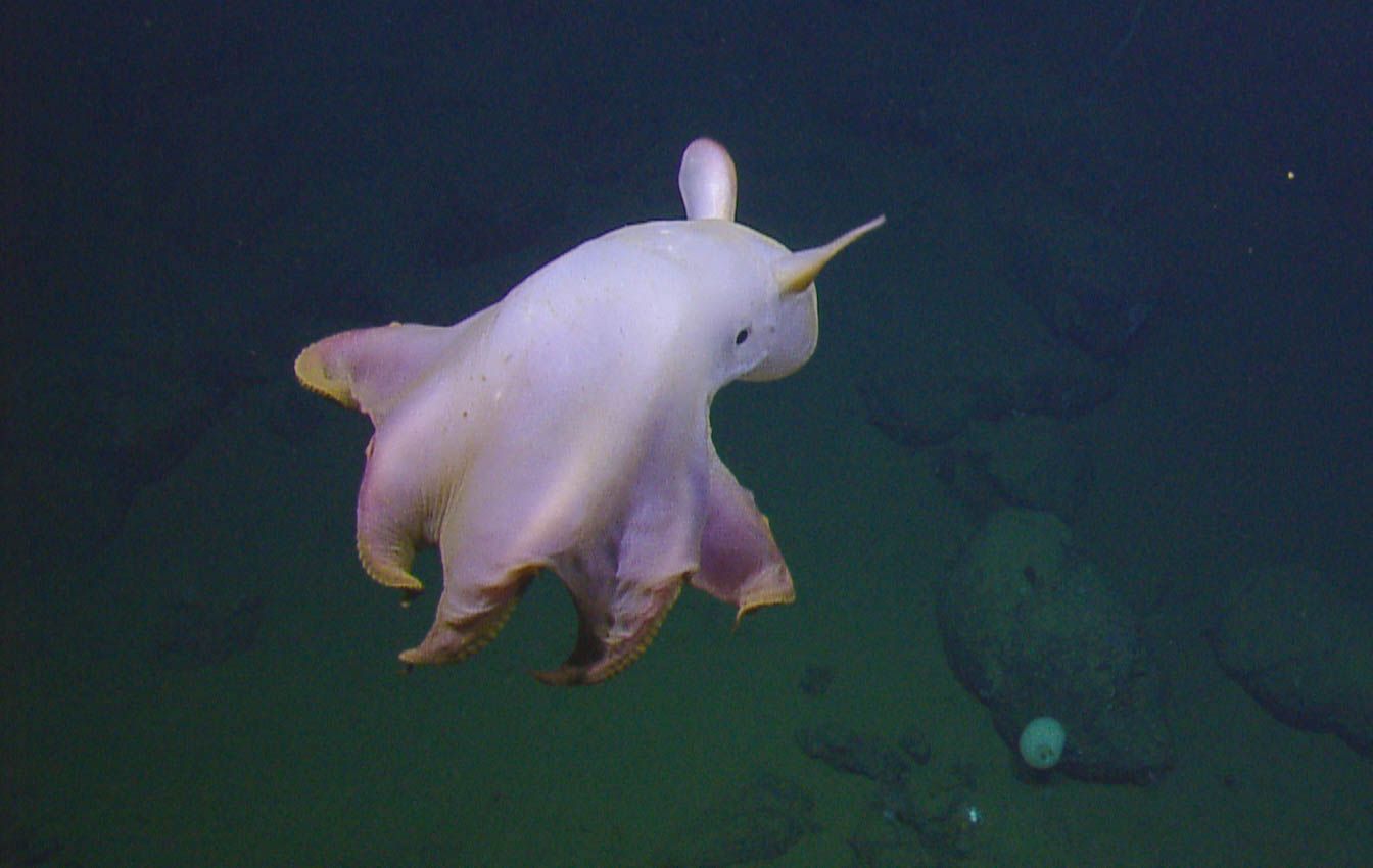 Ghostly Dumbo Octopus Makes Rare Appearance in Dazzling Deep-Sea Video | Live Science