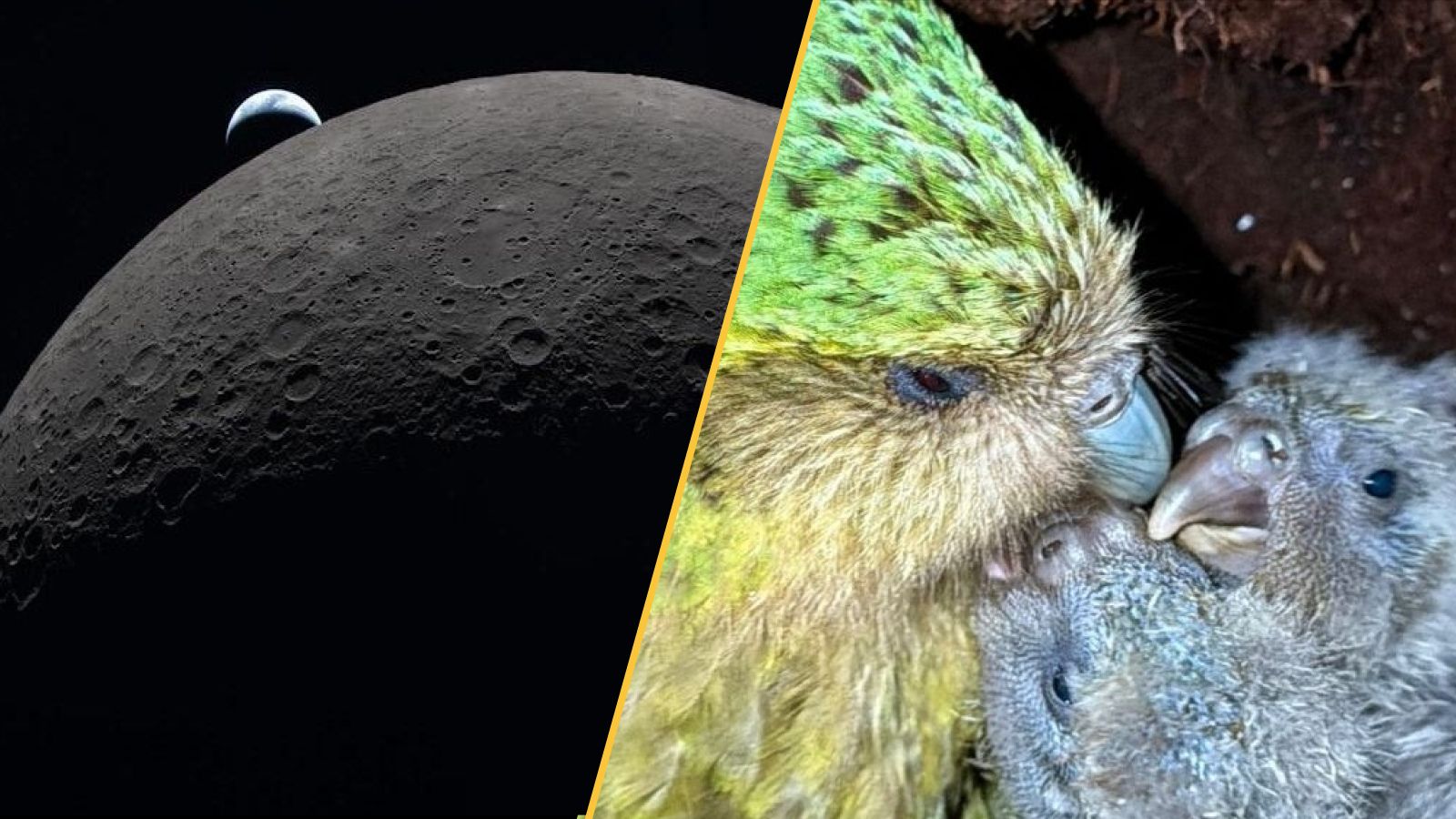 Science news this week: Artemis II splashes down, the world's fattest parrot bounces back, and the Shroud of Turin is contaminated | Live Science