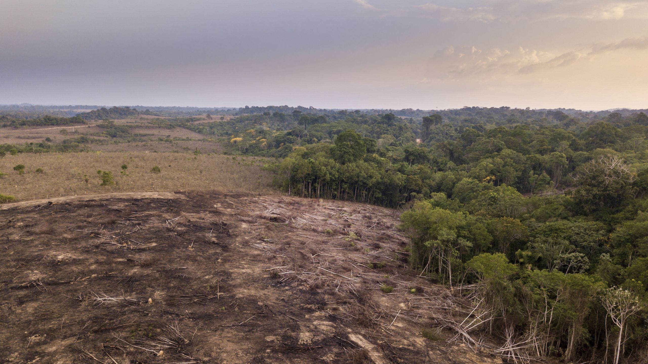 Deforestation: Facts about the widespread destruction of Earth's forests | Live Science