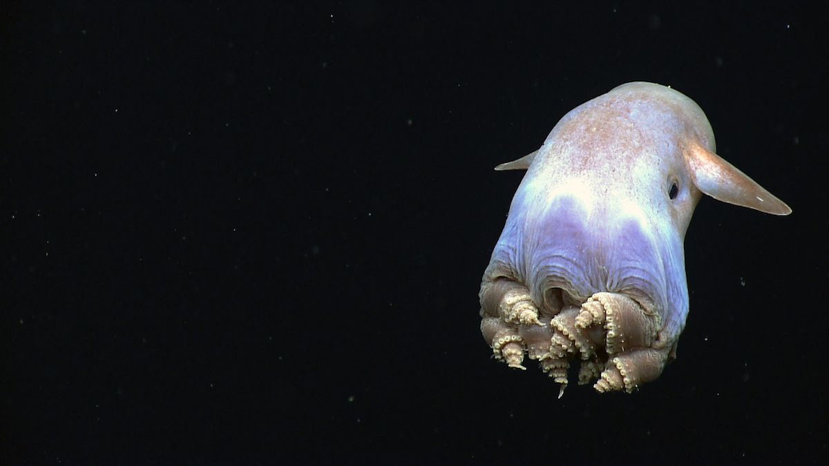 1st Video of Dumbo Octopus Hatchling Is Adorbs | Live Science