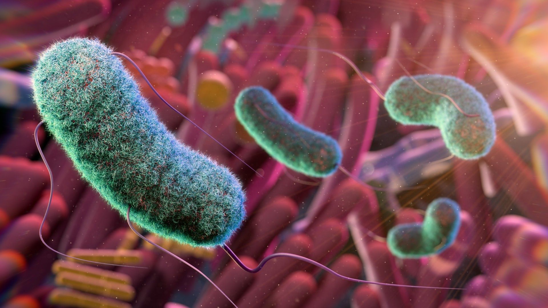 Could gut microbes hold the secret to aging well? A researcher unpacks the emerging science | Live Science