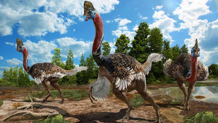 Corythoraptor jacobsi: New Species of Bird-Like Dinosaur Discovered in China | Paleontology | Sci-News.com
