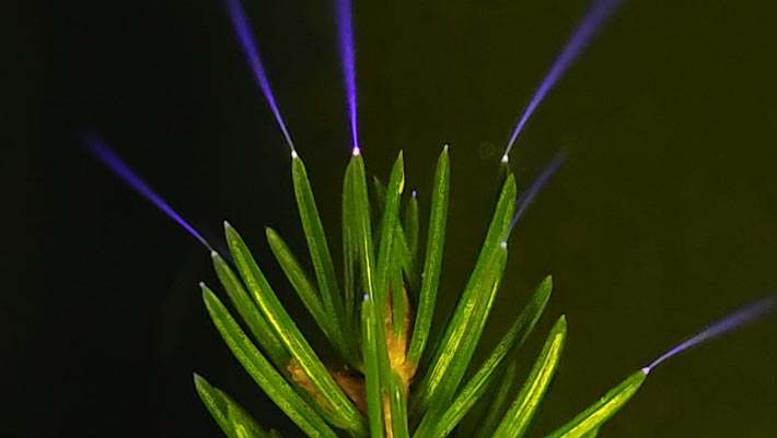 Scientists Observe Electrical Discharges on Trees under Thunderstorms | Sci.News