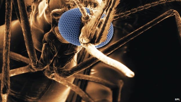 Drug-Resistant Malaria Could Pose Huge Global Threat