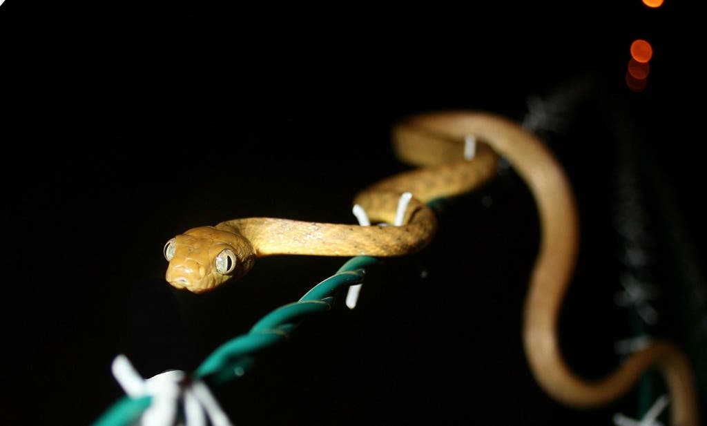 The invasive snakes on Guam are indirectly killing the forest