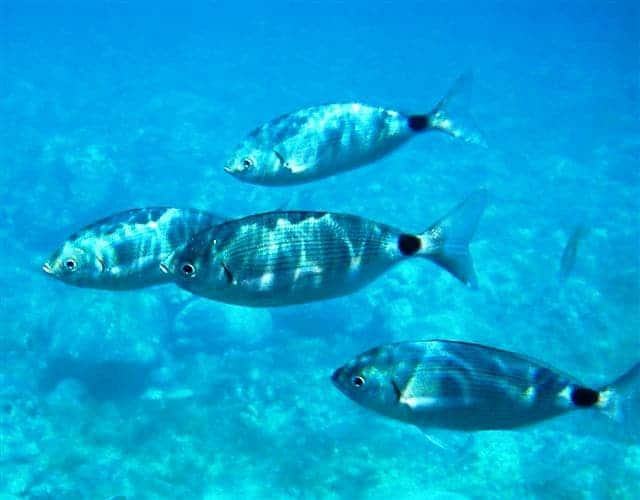The Mediterranean fish stocks have almost completely collapsed