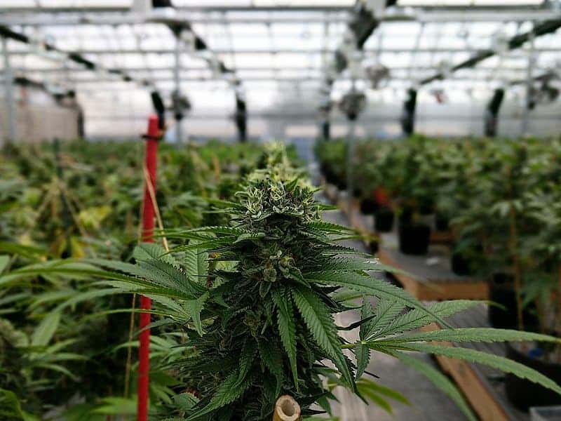 Marijuana use among older Americans is on the rise