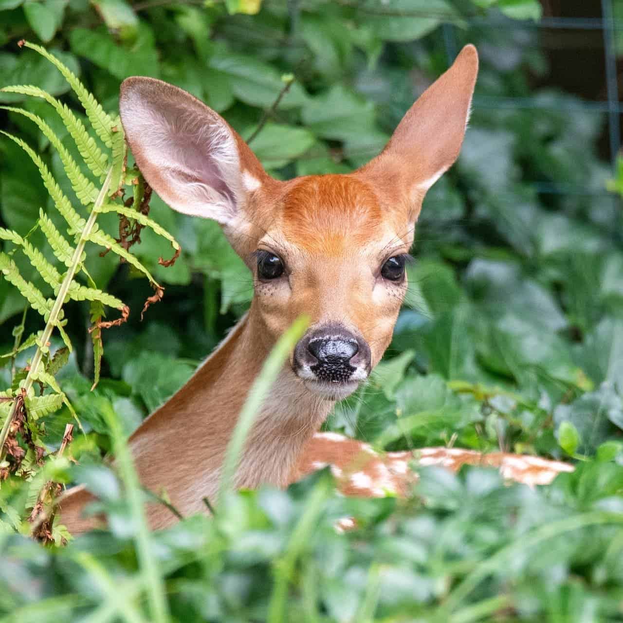 White-tailed deer in Northwestern Ohio test positive for coronavirus infections