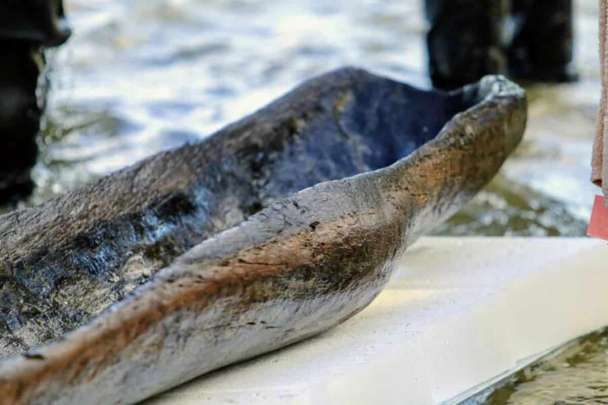 Archaeologists Found 16 Ancient Canoes Beneath a Wisconsin Lake, Some Older Than the Pyramids