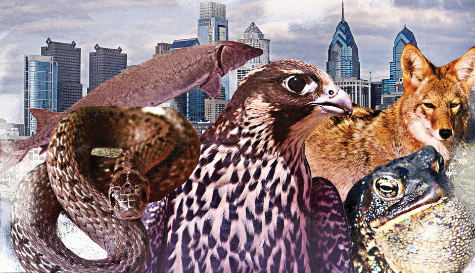 10 Surprising Wild Animals Spotted in Philadelphia - Philadelphia Magazine