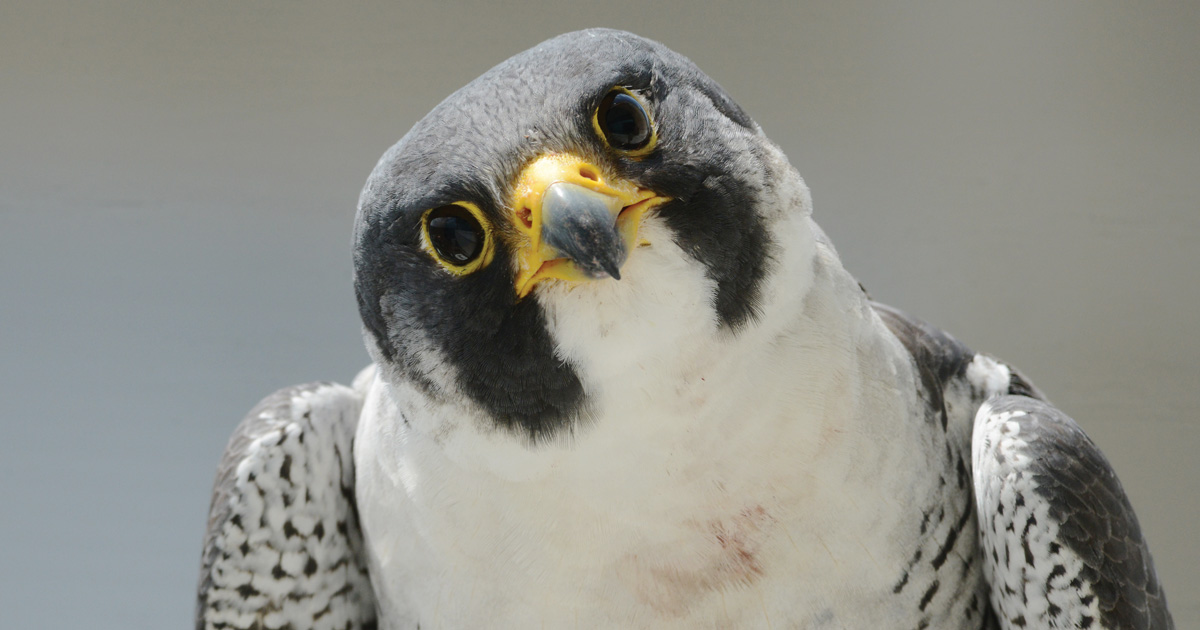 Why Peregrine Falcons Are Calling Philadelphia Home