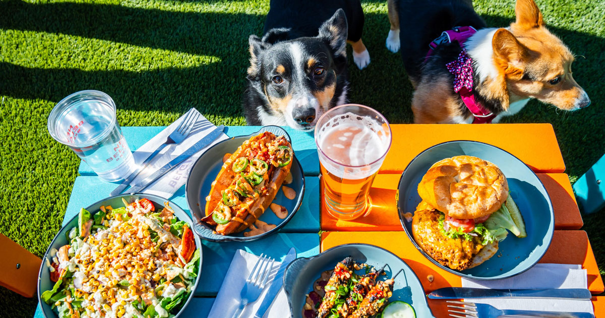 Inside Boozy Mutt, Brewerytown's New Off-Leash Dog Restaurant