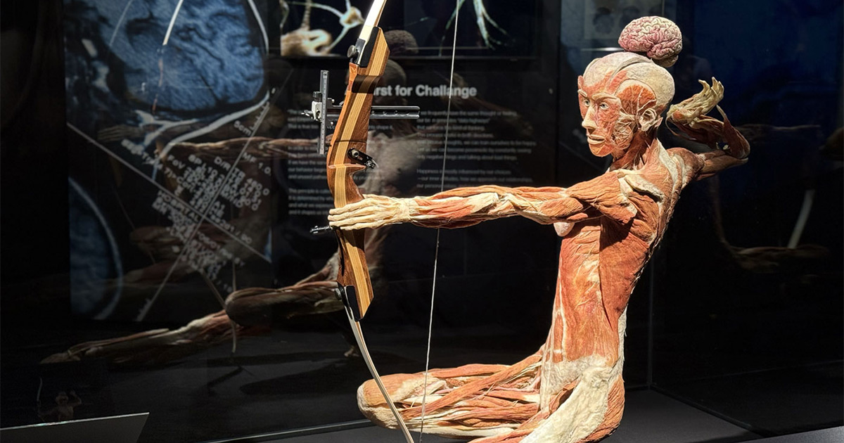 Inside the Franklin Institute’s Stunning New “Body Worlds” Exhibit