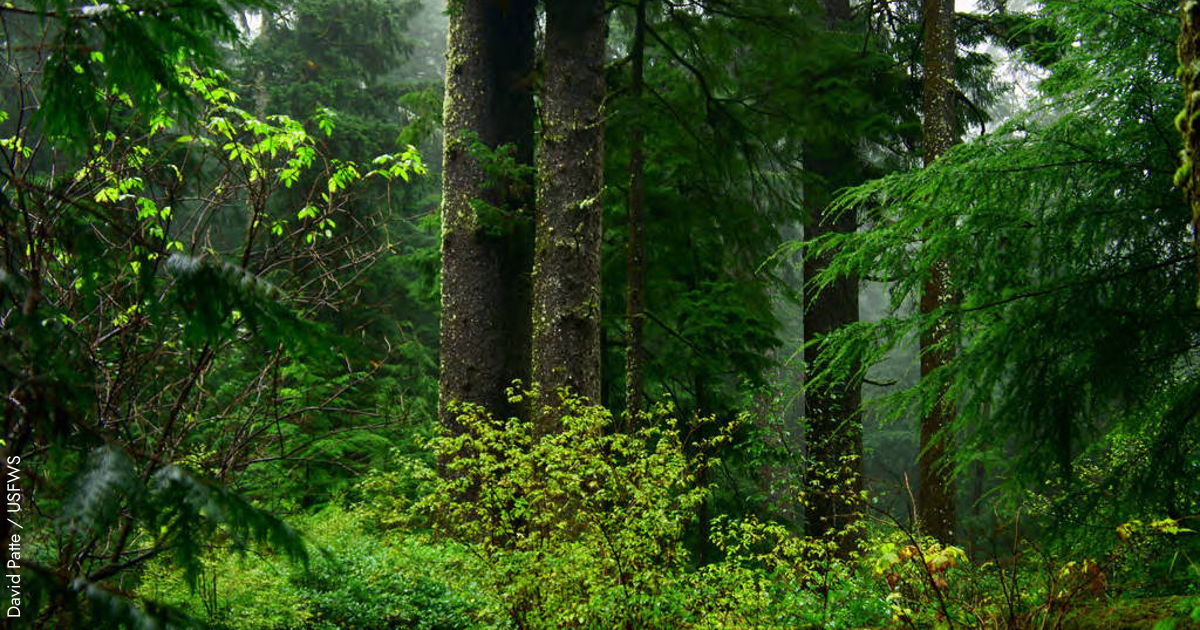 Wood - An introduction to its structure, properties, and uses
