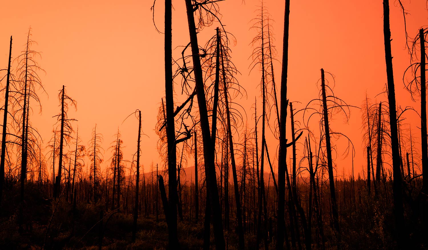 Researchers Work to Protect Canadians from Wildfires