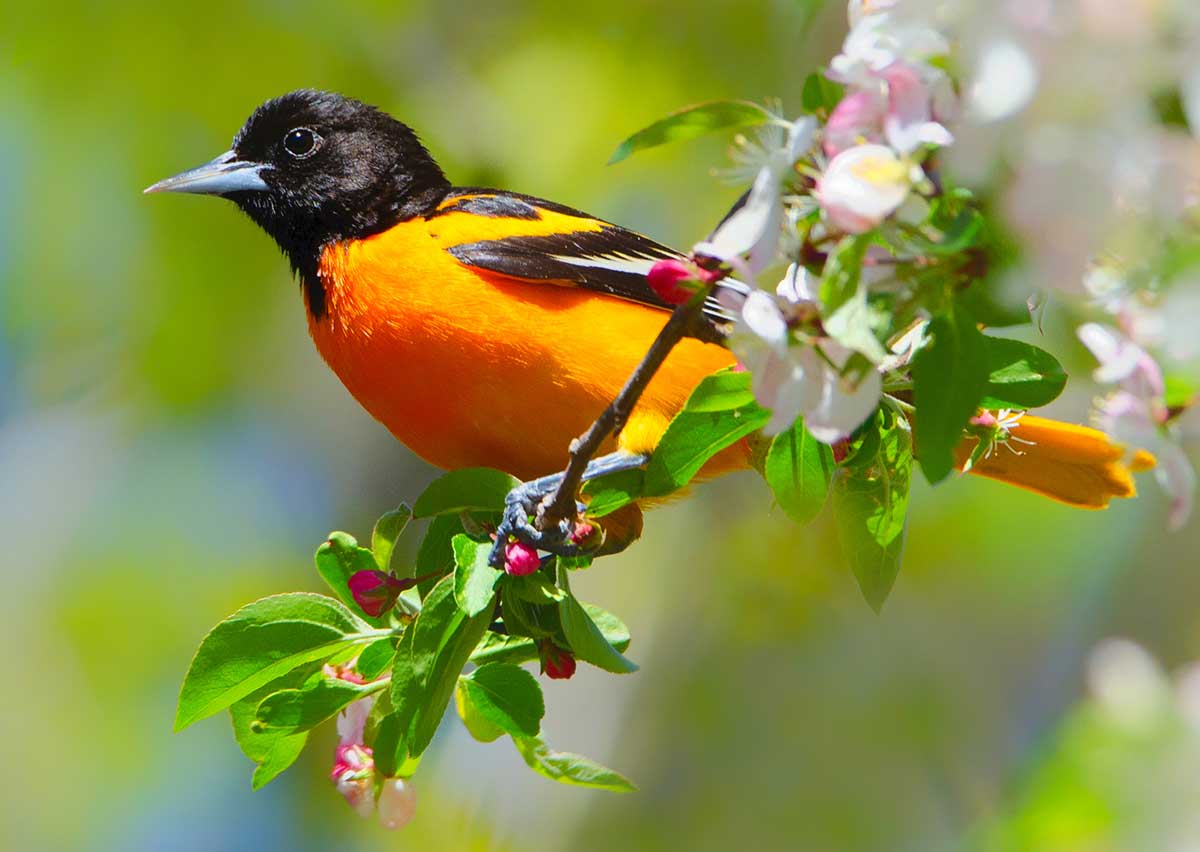 Weekend offers 2 chances to flip open binoculars for birds - Charleston City Paper