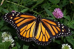 What I (Thought) I Learned From My Five Year Old: The Viceroy Butterfly and LoJack | Cheap Talk
