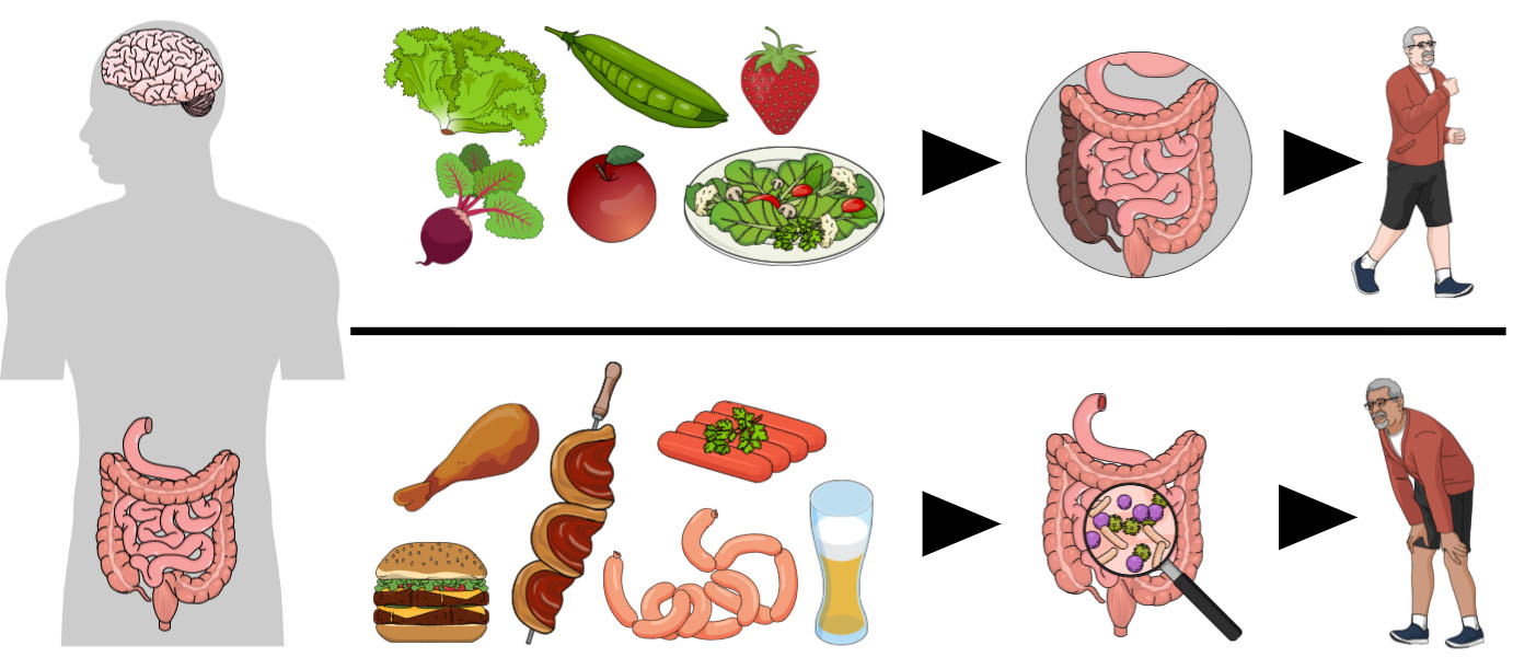 A alimentação que transforma a microbiota em saúde! | Cientistas descobriram que... "CDQ"